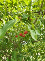 Smooth manjack (Cordia laevigata)
