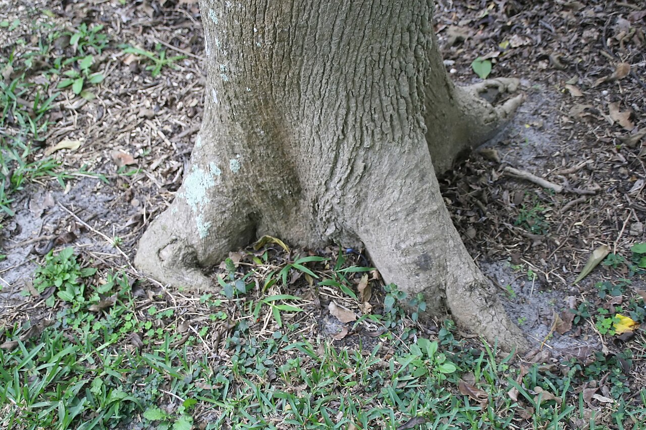 Smooth manjack: Location taken: Fairchild Tropical Botanic Garden, Miami, FL USA. Names: Cordia laevigata Lam., Capá colorado, Cerezo, Glossy Cordia, Muneco, Red manjack, Smoot