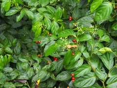 Cordia lucidula (Cordia lucidula)