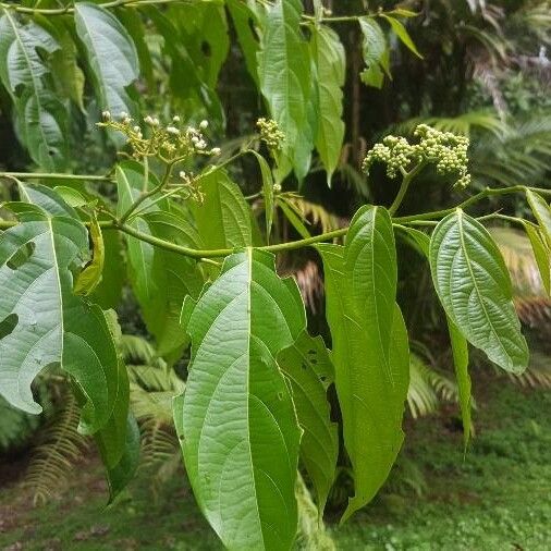 Cordia lucidula (Cordia lucidula)