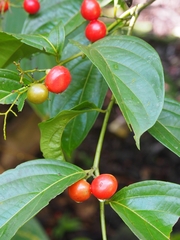 Cordia lucidula (Cordia lucidula)