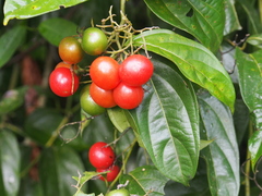 Cordia lucidula (Cordia lucidula)