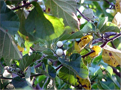 Cordia lutea: Location taken: Galapagos. Names: Cordia lutea Lam. , Muyuyo, Oberal, Overal, Overo, Yellow Geige Classification: Plantae > Magnoliophyta > Magnoliopsida > Bora