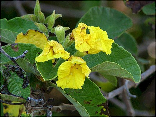 Cordia lutea: Location taken: Galapagos. Names: Cordia lutea Lam. , Muyuyo, Oberal, Overal, Overo, Yellow Geige Classification: Plantae > Magnoliophyta > Magnoliopsida > Bora