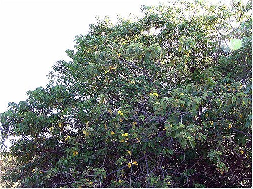 Cordia lutea: Location taken: Galapagos. Names: Cordia lutea Lam. , Muyuyo, Oberal, Overal, Overo, Yellow Geige Classification: Plantae > Magnoliophyta > Magnoliopsida > Bora