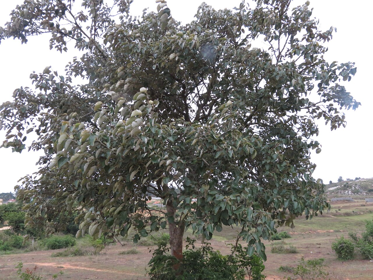 Cordia macleodii: Cordia macleodii in Ragihalli forest, Bangalore