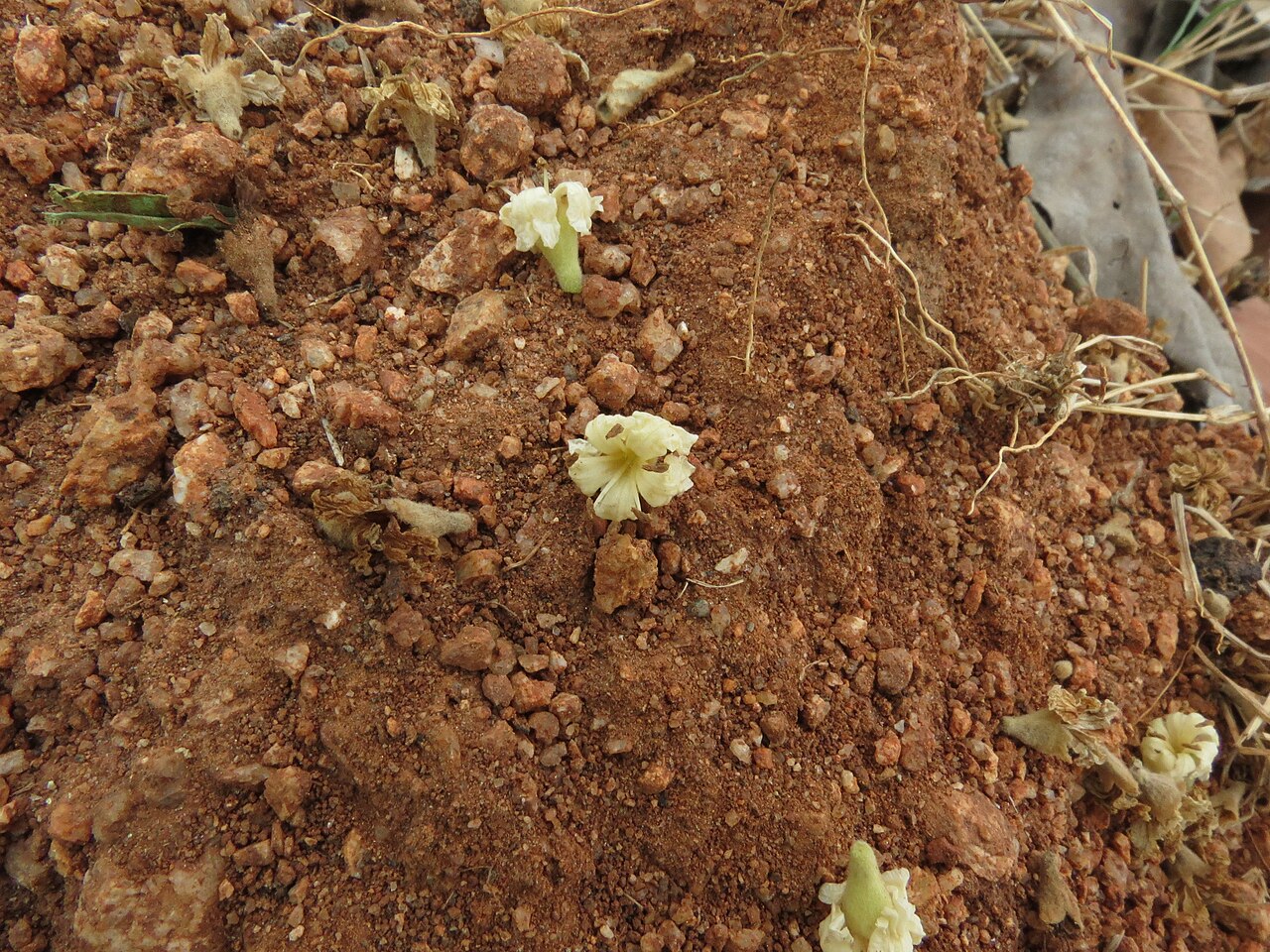 Cordia macleodii: Cordia macleodii seen in Shivanahalli ramakrishna ashram