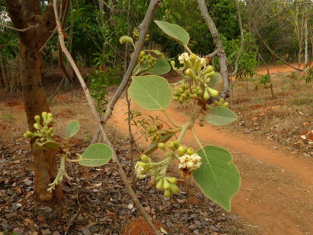 Cordia macleodii: Cordia macleodii seen in Shivanahalli ramakrishna ashram