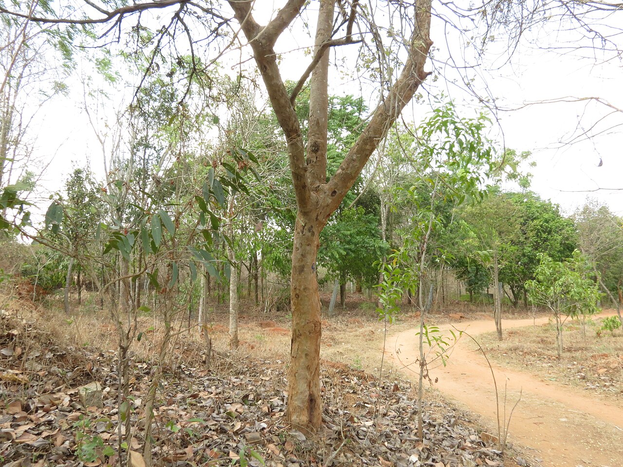 Cordia macleodii: Cordia macleodii seen in Shivanahalli ramakrishna ashram
