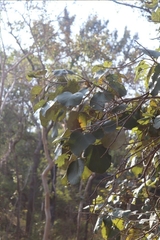 Cordia macleodii (Cordia macleodii)