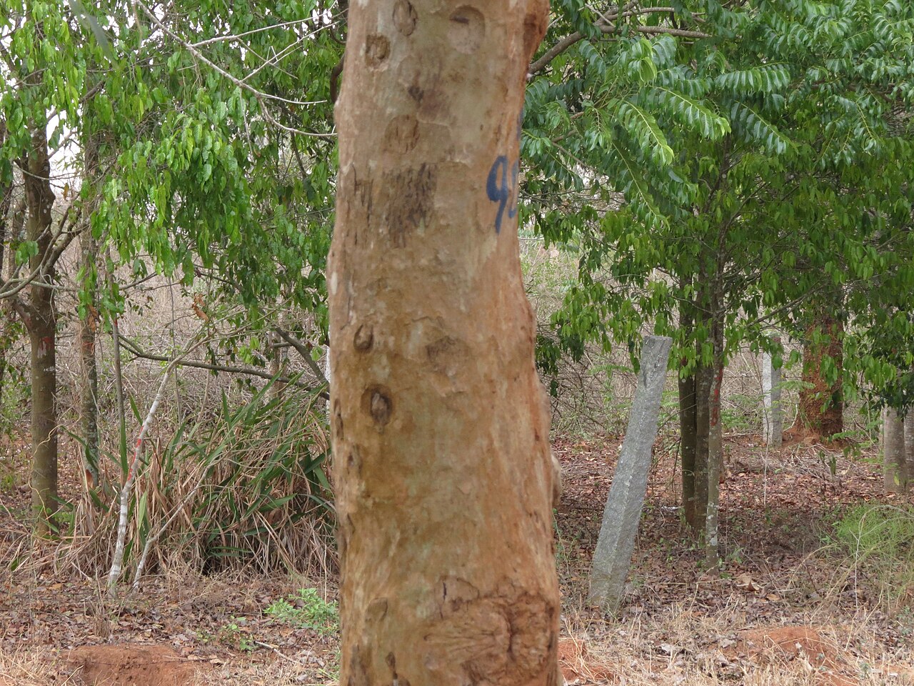 Cordia macleodii: Cordia macleodii seen in Shivanahalli ramakrishna ashram