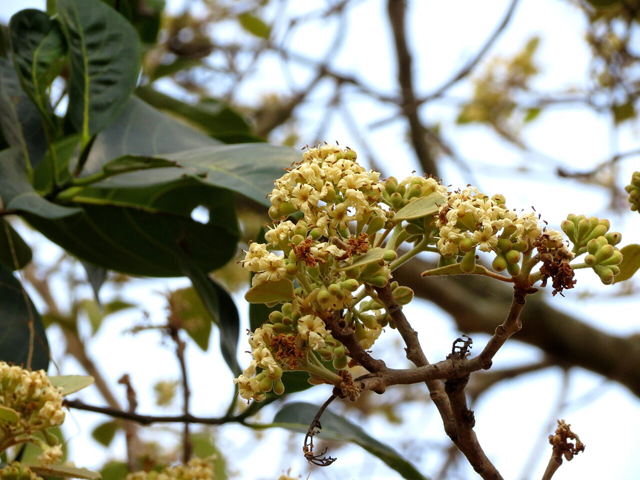 Cordia macleodii: Cordia macleodii seen in Shivanahalli ramakrishna ashram