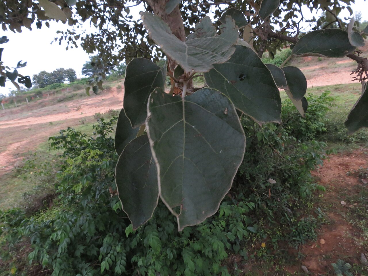 Cordia macleodii: Cordia macleodii in Ragihalli forest, Bangalore