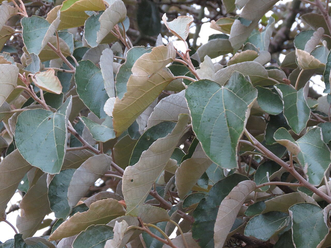Cordia macleodii: Cordia macleodii in Ragihalli forest, Bangalore