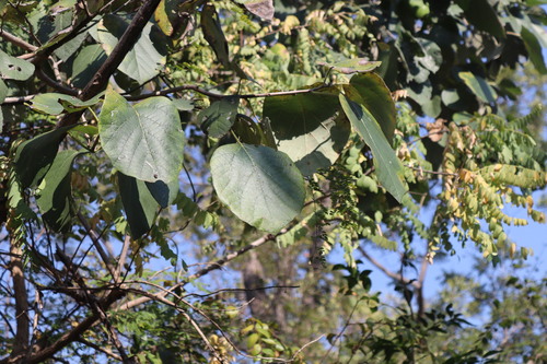 Cordia macleodii (Cordia macleodii)