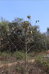 Cordia macleodii (Cordia macleodii)