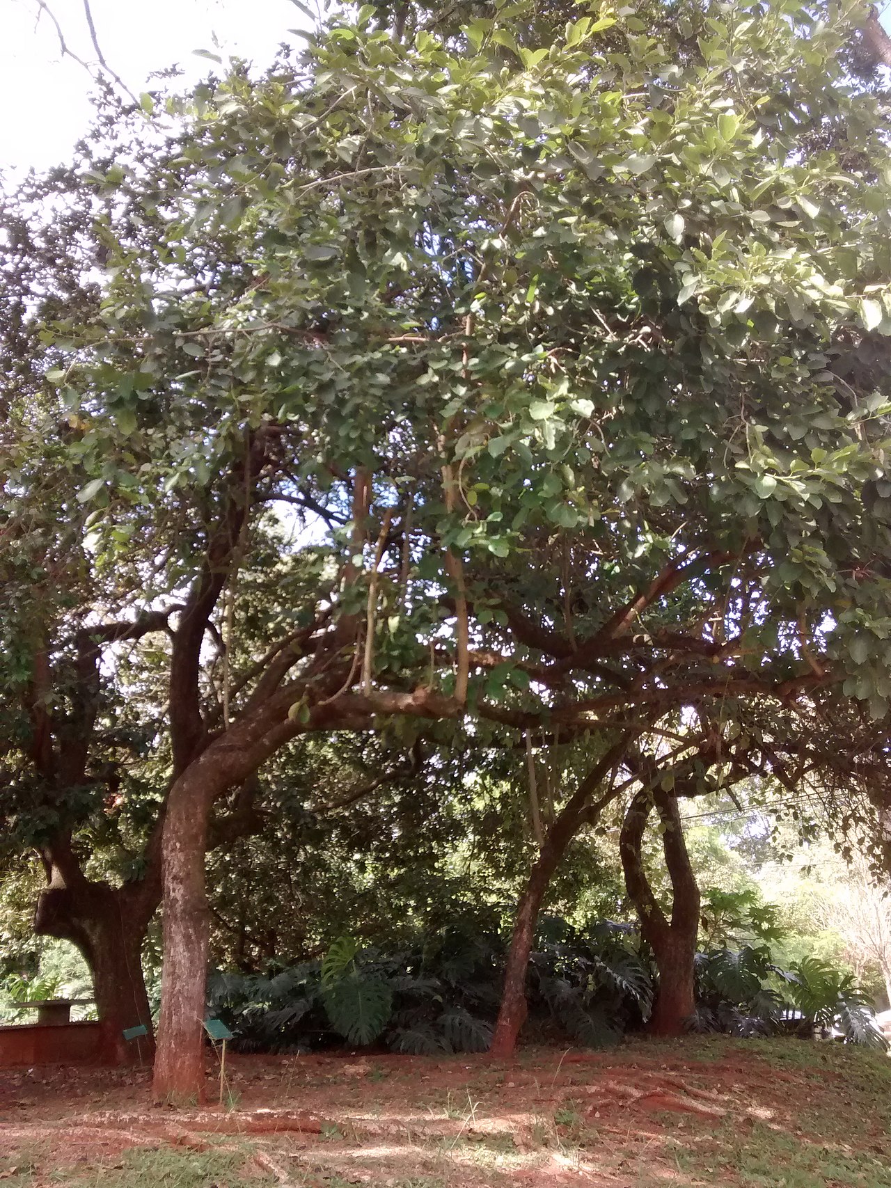Cordia magnoliifolia: Cordia magnoliifolia na FE, unicamp, Campinas (SP) - Brasil.