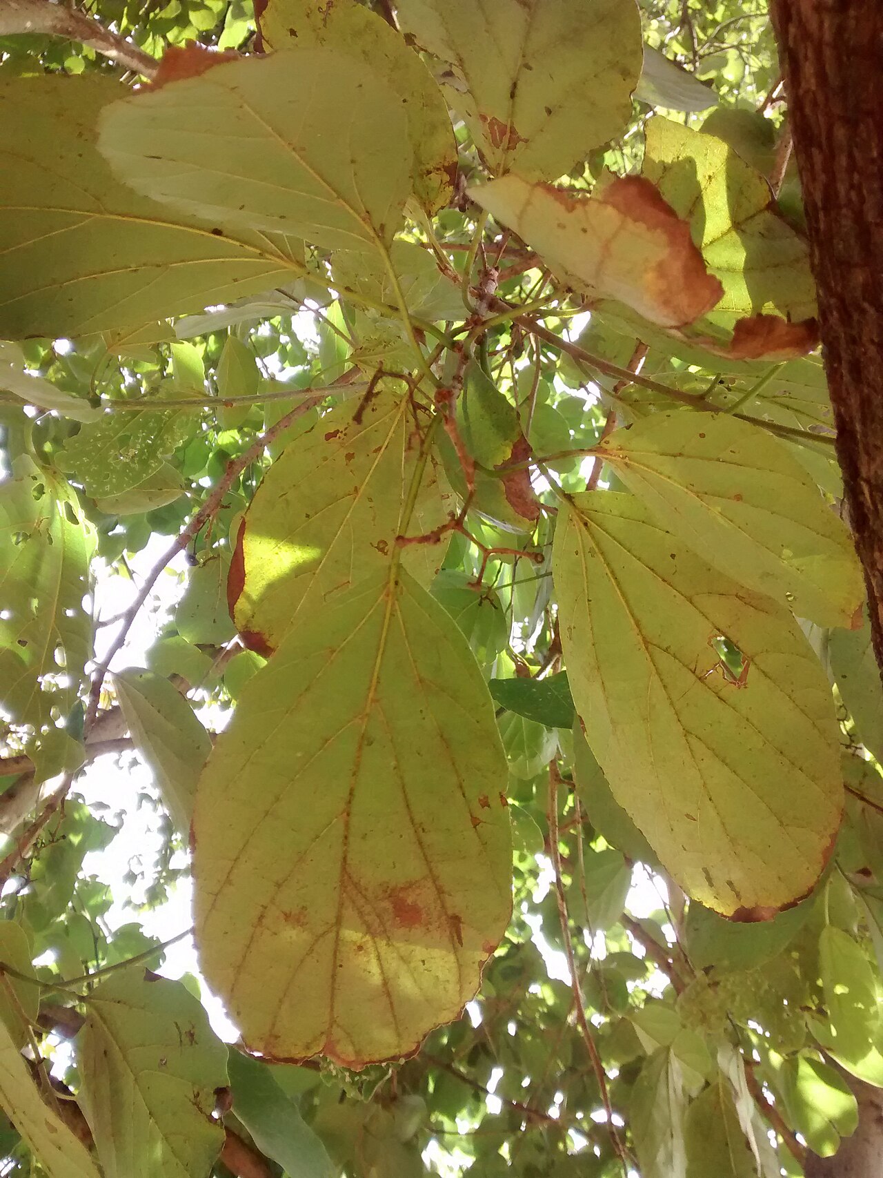 Cordia magnoliifolia: Cordia magnoliifolia at FE unicamp, Campinas (SP) - Brasil.