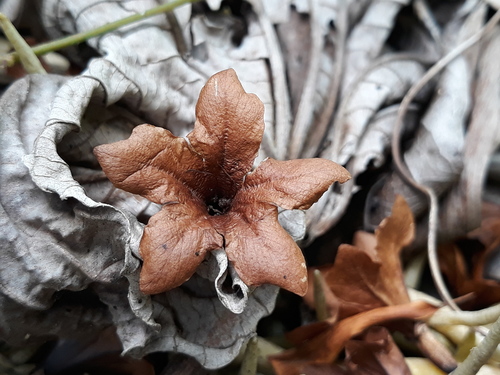 Cordia megalantha (Cordia megalantha)