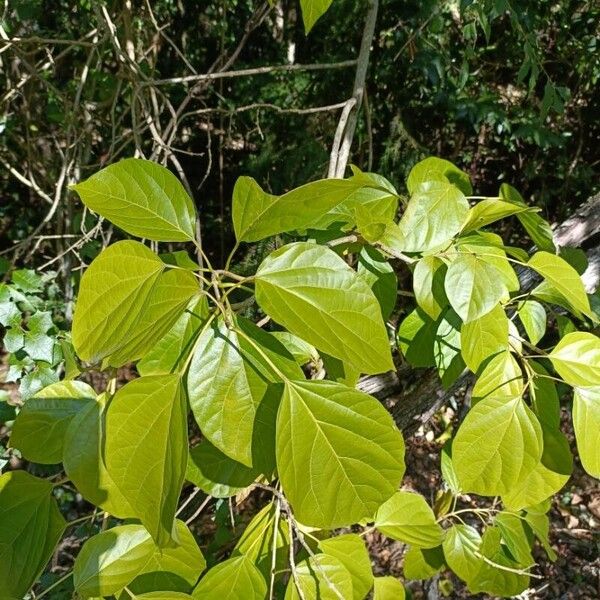 Cordia moluccana (Cordia moluccana)