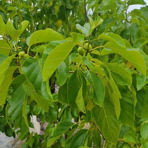 Cordia moluccana (Cordia moluccana)