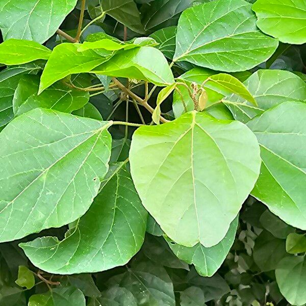 Cordia moluccana (Cordia moluccana)