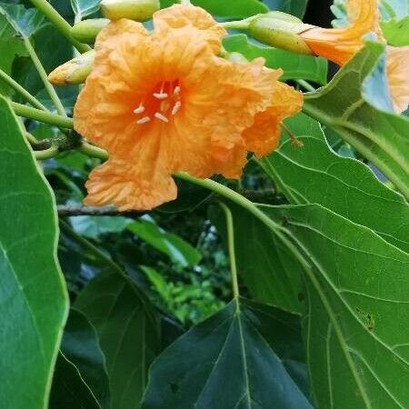 Cordia moluccana (Cordia moluccana)