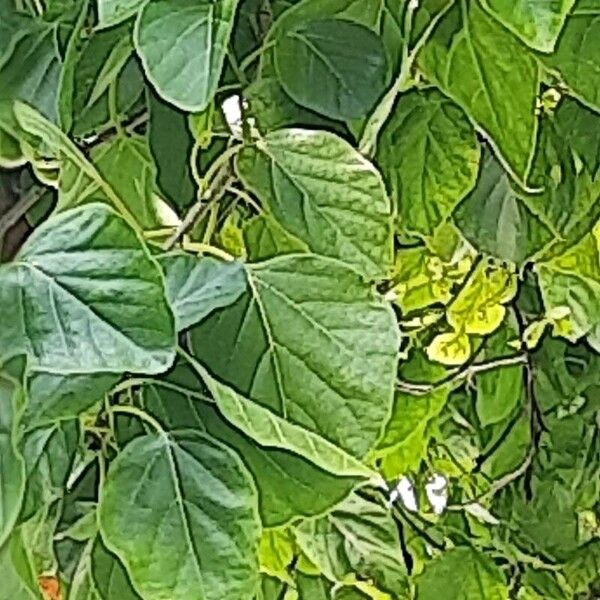 Cordia moluccana (Cordia moluccana)