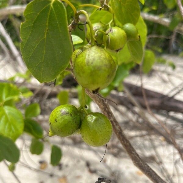 Cordia moluccana (Cordia moluccana)