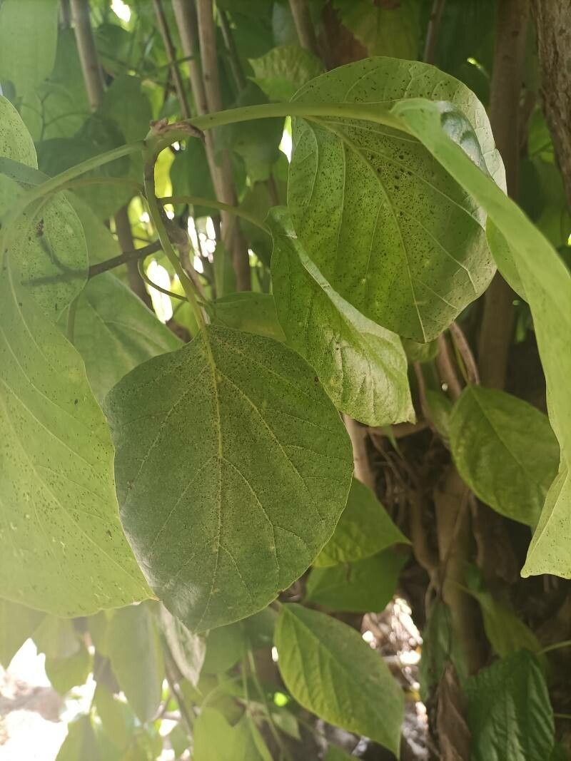 Cordia moluccana (Cordia moluccana)