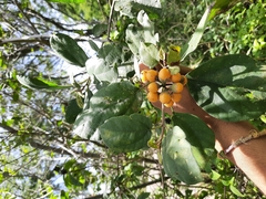 Cordia monoica (Cordia monoica)