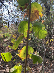 Cordia monoica (Cordia monoica)