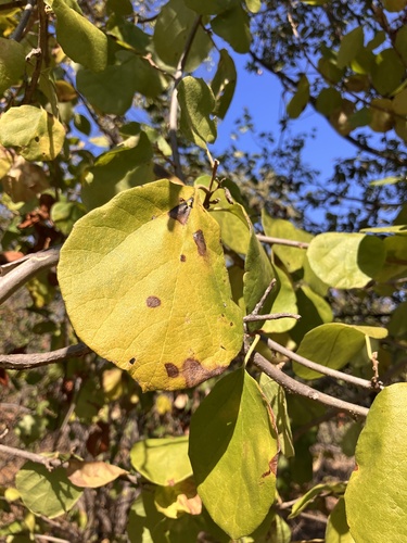Cordia monoica (Cordia monoica)