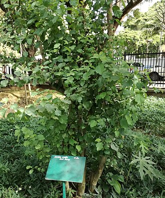 Cordia monoica: Cordia ovalis - Snot berry - Arusha botanical gardens