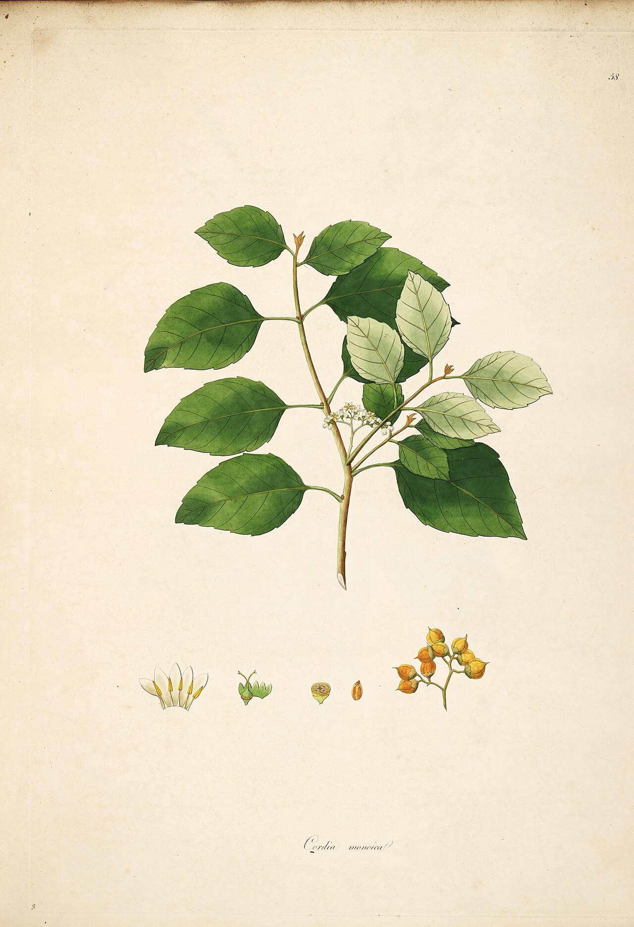 Cordia monoica: For this 1795 publication with detailed text description on flora in India, see William Roxburgh , Plants of the coast of Coromandel - Volume 1 Coromandel coast
