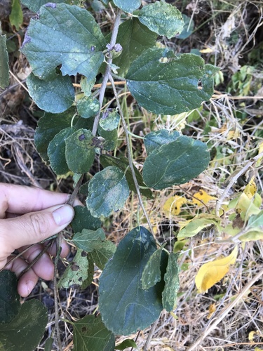 Cordia monoica (Cordia monoica)