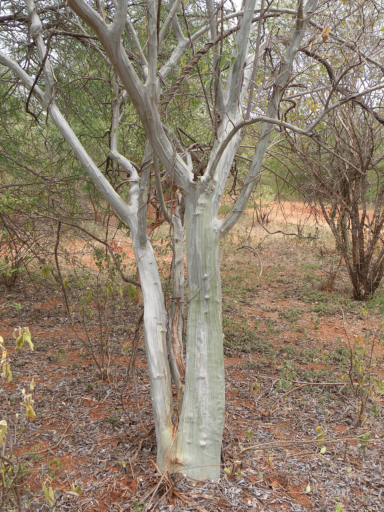 Cordia monoica: Cordia monoica