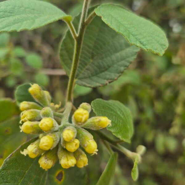 Cordia monoica (Cordia monoica)