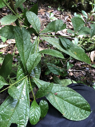 Cordia nodosa (Cordia nodosa)