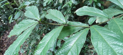 Cordia nodosa (Cordia nodosa)
