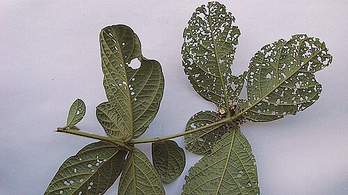 Cordia nodosa: Cordia nodosa Lam.
