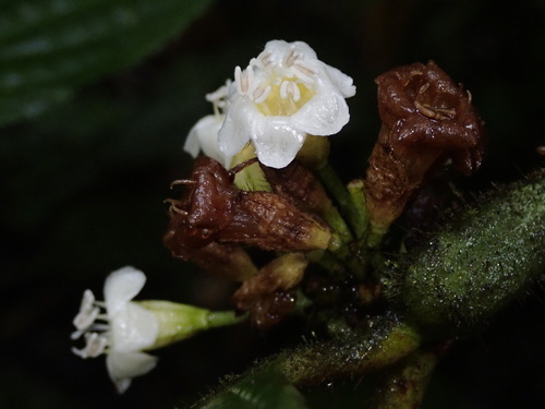 Cordia nodosa (Cordia nodosa)