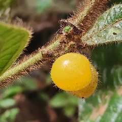 Cordia nodosa (Cordia nodosa)