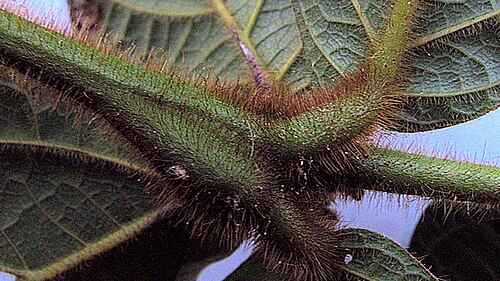 Cordia nodosa: Cordia nodosa Lam.