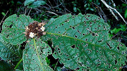 Cordia nodosa: Cordia nodosa Lam.