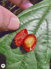 Cordia nodosa (Cordia nodosa)