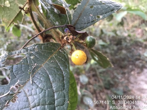 Cordia nodosa (Cordia nodosa)