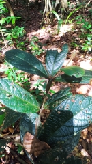 Cordia nodosa (Cordia nodosa)