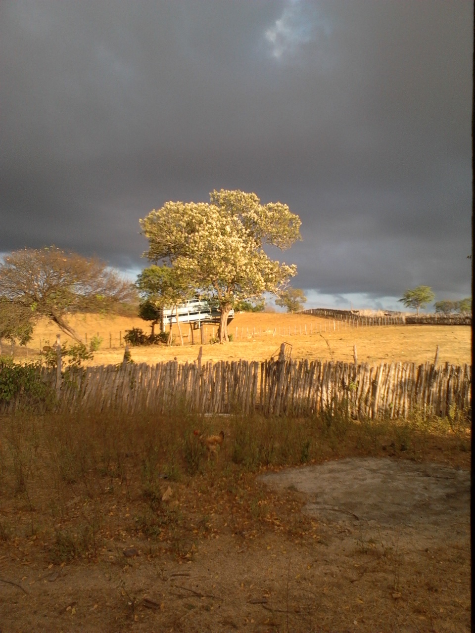 Cordia oncocalyx: pau branco na luz do sol