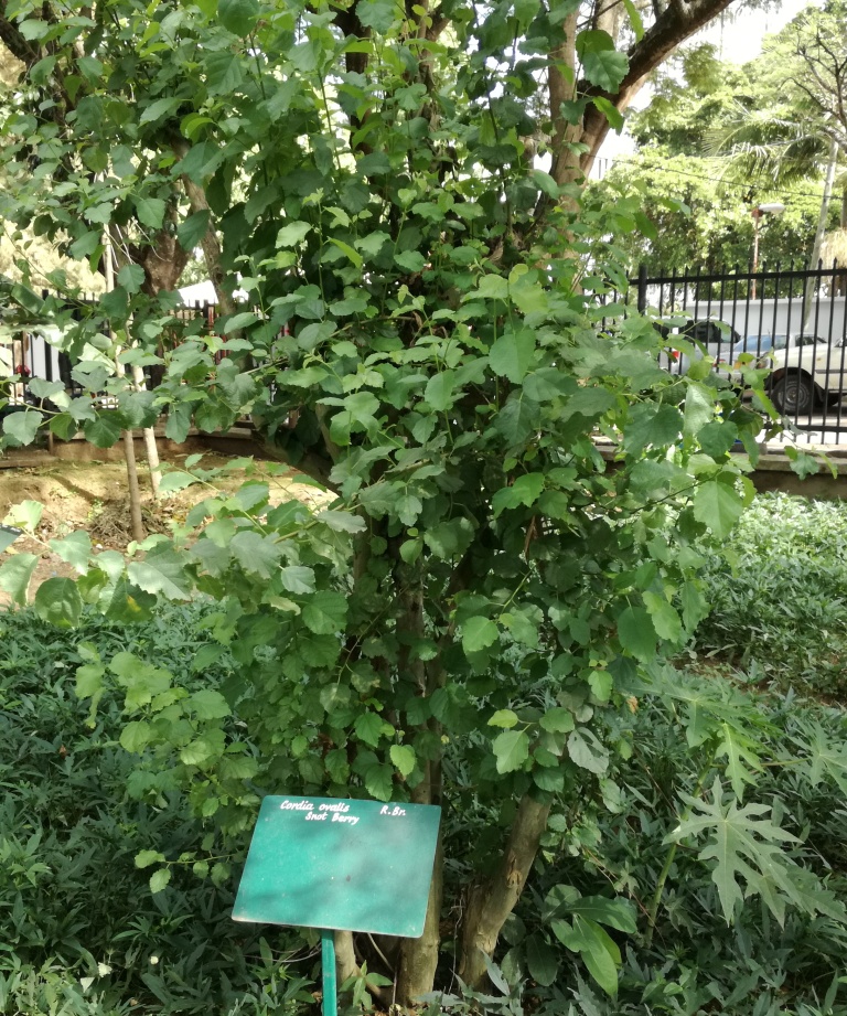Cordia ovalis: Cordia ovalis - Snot berry - Arusha botanical gardens